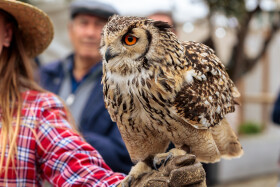 Stock Image: Majestic Connection: Falconry's Owl Perched on the Trainer's Arm