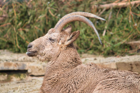 Stock Image: Male alpine ibex