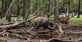 Stock Image: Male wild boar at a watering hole in the forest