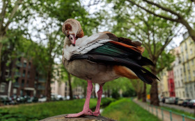 Stock Image: Mallard Duck