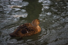 Stock Image: Mallard duck (Anas platyrhynchos)