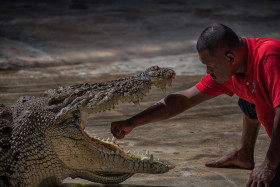 Stock Image: Man holding his arm in the mouth of a crocodile