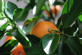 Stock Image: Mandarin tree