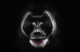 Stock Image: mandrill monkey portrait