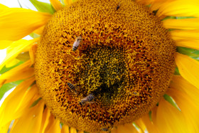 Stock Image: Many bees on a sunflower
