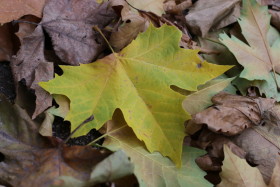 Stock Image: maple leaf in fall season