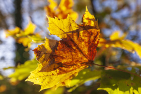 Stock Image: maple leaves in autumn