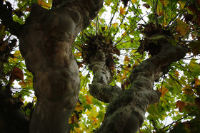 Stock Image: Plane tree - Maple Tree