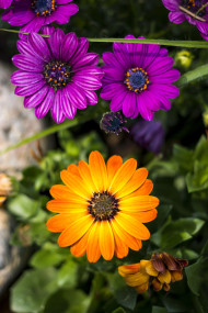 Stock Image: margeriten garden flowers