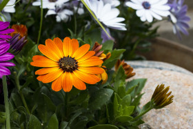 Stock Image: margeriten garden flowers