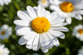 Stock Image: Marguerite flower