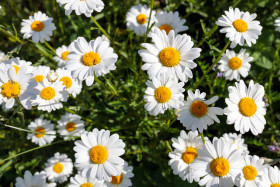 Stock Image: Marguerite flowers