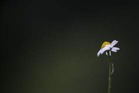 Stock Image: marguerite right aligned