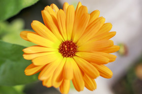 Stock Image: Marigold flower close-up