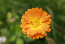 Stock Image: Marigold flowers