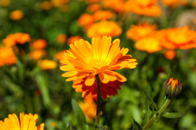 Stock Image: Marigold spreads out its petals