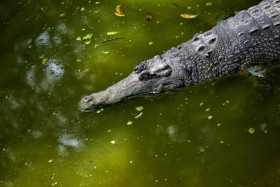 Stock Image: marsh crocodile