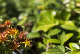 Stock Image: mason bee