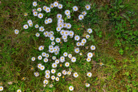 Stock Image: meadow daisy texture