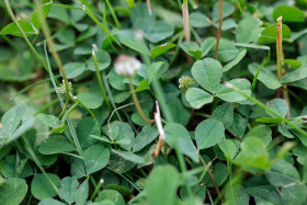 Stock Image: Meadow fully overgrown with clover