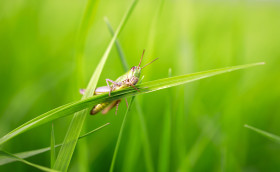 Stock Image: Meadow Grasshopper, Pseudochorthippus parallelus or Chorthippus parallelus