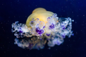 Stock Image: Mediterranean jellyfish