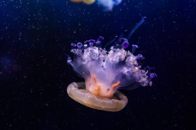 Stock Image: Mediterranean jellyfish, Mediterranean jelly or fried egg jellyfish