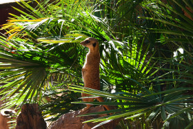 Stock Image: meerkat
