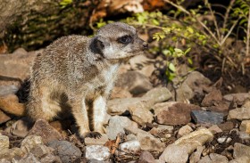 Stock Image: meerkat sit on rocks