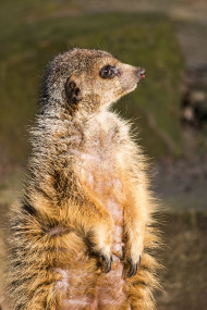Stock Image: meerkat stands