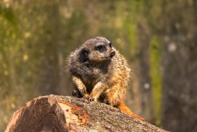 Stock Image: Meerkat (Surikate)