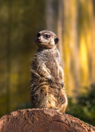 Stock Image: Meerkat (Surikate) guarding