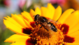 Stock Image: Meliscaeva auricollis