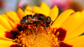 Stock Image: Meliscaeva auricollis hoverfly