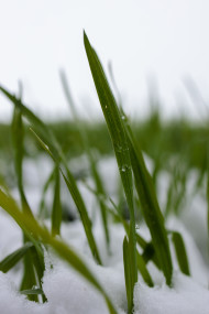 Stock Image: Melting snow and blades of grass break through