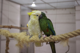 Stock Image: A green and a white parrot sit cuddling on a rope
