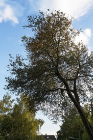 Stock Image: Beautiful tree