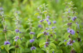 Stock Image: Mint plant blooms in July