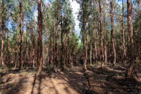 Stock Image: Monoculture eucalyptus forest