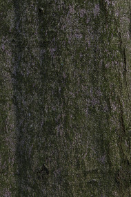 Stock Image: moss bark tree texture