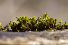 Stock Image: Moss on a tree close-up