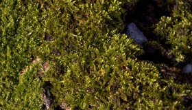 Stock Image: moss texture