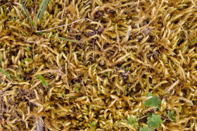 Stock Image: Moss Texture