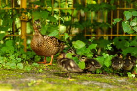 Stock Image: Mother duck calls her ducklings to her