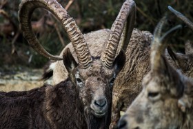 Stock Image: Mouflon Portrait