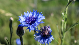 Stock Image: mountain cornflower, bachelor's button, montane knapweed or mountain bluet