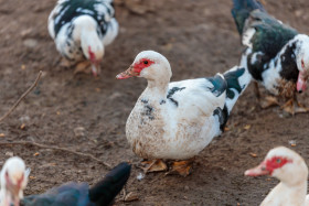 Stock Image: Muscovy duck
