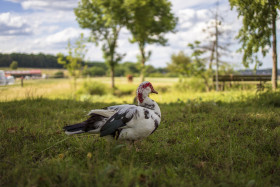 Stock Image: Muscovy duck in the grass on a bio farm in Germany