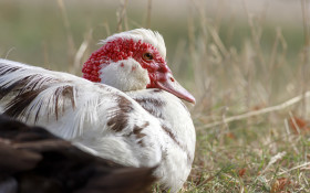Stock Image: Muscovy duck in the grass on a organic farm