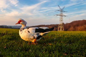Stock Image: Muscovy Duck on a green Meadow